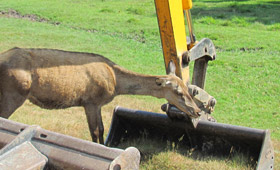 Realizzazione parchi faunistici